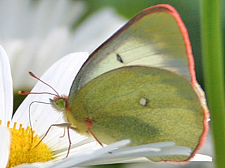 Hochmoor-Gelbling  Colias palaeno  Moorland Clouded Yellow