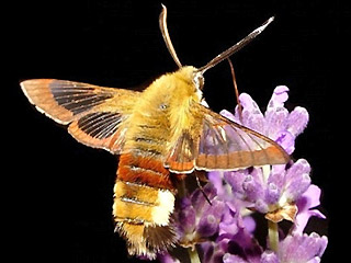 Hummelschwärmer Hemaris fuciformis Broad-bordered Bee Hawk-moth