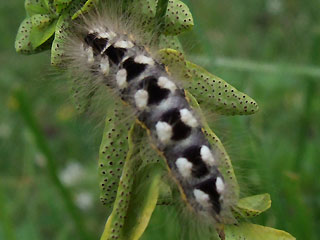 Raupe Wolfsmilch-Rindeneule Acronicta euphorbiae Sweet Gale Moth