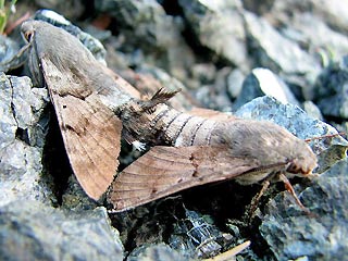 Paarung Kolibri-Falter Kolibri-Schwärmer Macroglossum stellatarum Taubenschwänzchen Humming-bird Hawk-moth Kolibri