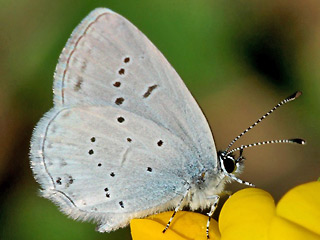 Sdlicher Kurzgeschwnzter Bluling Cupido alcetas Provencal Short-tailed Blue