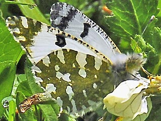 Westlicher Gesprenkelter Weiling   Euchloe crameri   Western Dappled White