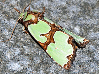 Malachiteule  Staurophora celsia