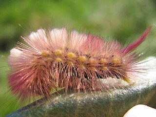 Raupe Streckfuss Rotschwanz Calliteara pudibunda Dasychira p. Elkneria p. Pale Tussock