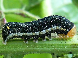 Raupe Meldeneule   Trachea atriplicis   Orache Moth