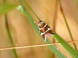 Deltote bankiana Silbereulchen Silver Barred