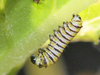 Junge Raupe Monarch Danaus plexippus Milkweed