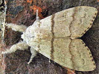 Weibchen Streckfuss Rotschwanz Calliteara pudibunda Dasychira p. Elkneria p. Pale Tussock