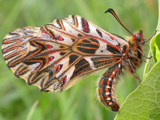 (Sdlicher) Osterluzeifalter Zerynthia polyxena Southern Festoon