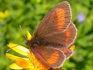 Erebia pharte Unpunktierter Mohrenfalter 