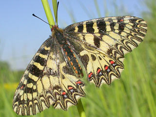 (Sdlicher) Osterluzeifalter Zerynthia polyxena Southern Festoon