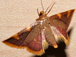 Heuznsler,  Hypsopygia costalis  Gold Triangle  Clover Hay Moth