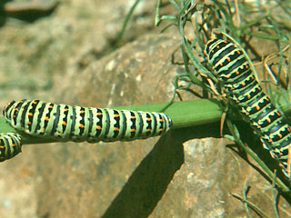 Freilandhybrideraupen Papilio machaon Korsischer Schwalbenschwanz   Papilio hospiton   Corsican Schwallowtail