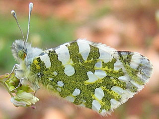 Euchloe ausonia  stlicher gesprenkelter Weiling  Eastern Dappled White