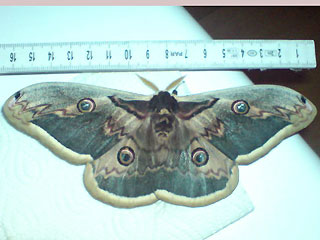 Wiener Nachtpfauenauge Saturnia pyri Large Emperor Moth Großes Nachtpfauenauge Great Peacock Moth