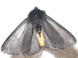 Phragmatobia luctifera Kaiserbr