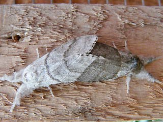 Paarung Streckfuss Rotschwanz Calliteara pudibunda Dasychira p. Elkneria p. Pale Tussock