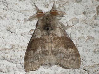 Mnnchen Streckfuss  Rotschwanz Calliteara pudibunda Dasychira p. Elkneria p. Pale Tussock