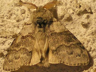 Mnnchen Streckfuss  Rotschwanz Calliteara pudibunda Dasychira p. Elkneria p. Pale Tussock