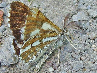 Bupulus piniaria  Kiefernspanner Bordered White