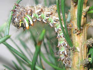 Isabellaspinner  Graellsia isabellae  Spanish Moon Moth