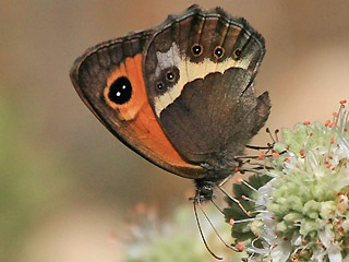 Spanischer Ochsenauge Spanish Gatekeeper Pyronia bathseba 