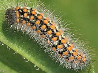 Trauerspinner  Penthophera morio