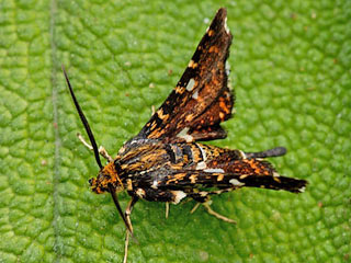 Thyris fenestrella Fenster-Schwrmerchen 