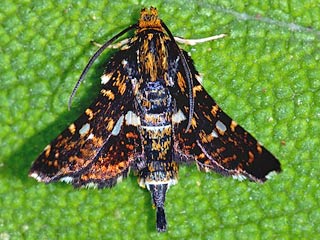 Thyris fenestrella Fenster-Schwrmerchen 