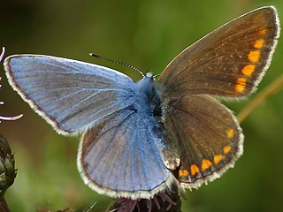 Halbseitengyander  Hauhechel-Bläuling Polyommatus (Polyommatus) icarus Common Blue Bläuling