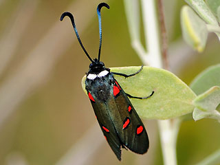 Zygaena lavandulae