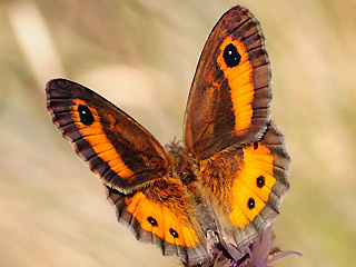 Spanischer Ochsenauge Spanish Gatekeeper Pyronia bathseba 