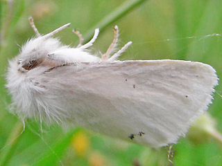 Männchen Goldafter Euproctis chrysorrhoea Brown-tail