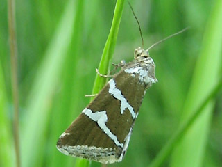 Deltote bankiana Silbereulchen Silver Barred
