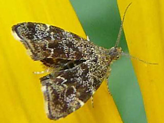 Anthophila fabriciana Rundstirnmotte Spreizflgelfalter Choreutidae