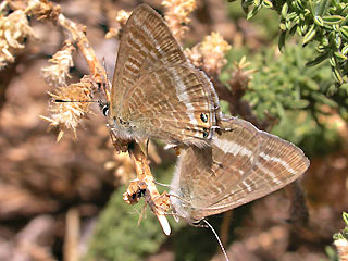 Paarung Groer Wander-Bluling Lampides boeticus Long-tailed Blue