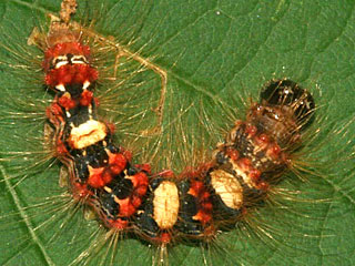 Seladoneule Moma alpium Scarce Merveille du Jour