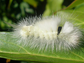 Raupe Streckfuss Rotschwanz Calliteara pudibunda Dasychira p. Elkneria p. Pale Tussock