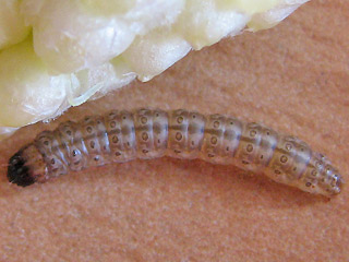 Raupe Ostrinia nubilalis Maisznsler European Corn-borer