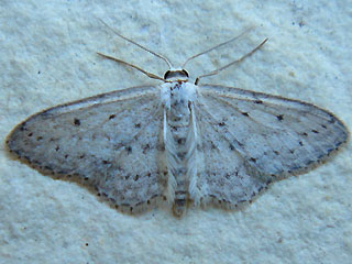 Idaea seriata Grauer Zwergspanner Small Dusty Wave