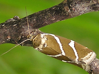 Deltote bankiana Silbereulchen Silver Barred