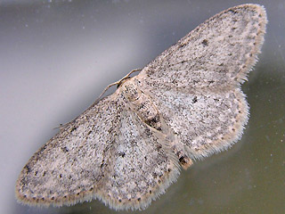 Idaea seriata Grauer Zwergspanner Small Dusty Wave