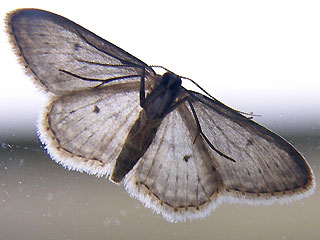 Unterseite Idaea seriata Grauer Zwergspanner Small Dusty Wave