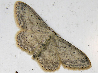 Idaea seriata Grauer Zwergspanner Small Dusty Wave