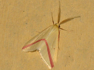 Rhodometra sacraria The Vestal