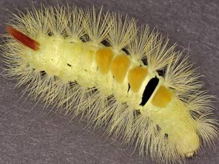 Raupe Streckfuss Rotschwanz Calliteara pudibunda Dasychira p. Elkneria p. Pale Tussock