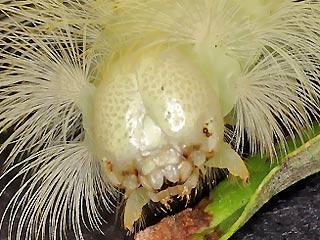 Kopf Raupe Streckfuss Rotschwanz Calliteara pudibunda Dasychira p. Elkneria p. Pale Tussock