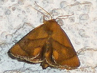 Grosser Schneckenspinner (Schildmotte) Apoda limacodes The Festoon