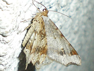 Macaria alternata Dunkelgrauer Eckflgelspanner Sharp-angled Peacock