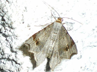 Macaria alternata Dunkelgrauer Eckflgelspanner Sharp-angled Peacock